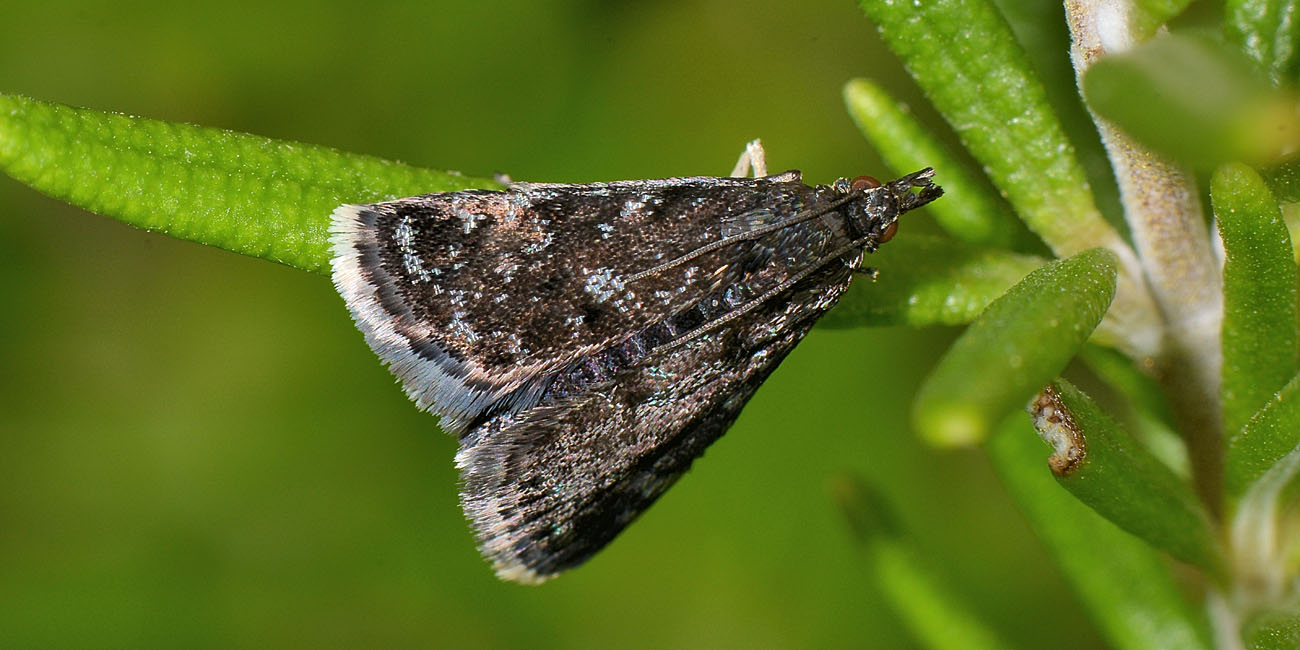 Choreutidae? No, Crambidae - Heliothela wulfeniana